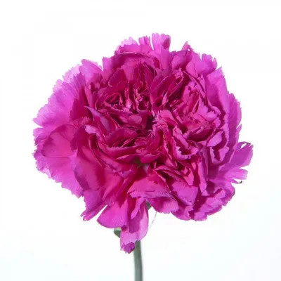 Купить «Гвоздика кустовая розовая» в Надыме - «Флоренция»