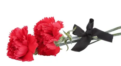 Вельветовые гвоздики - купить в СПБ с доставкой в Kraft Flowers