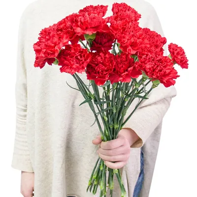 Купить Красные гвоздики с доставкой в Омске - магазин цветов Трава