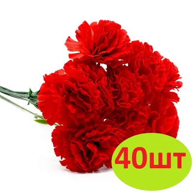 Купить букет из 51 красной гвоздики в корзине по доступной цене с доставкой  в Москве и области в интернет-магазине Город Букетов