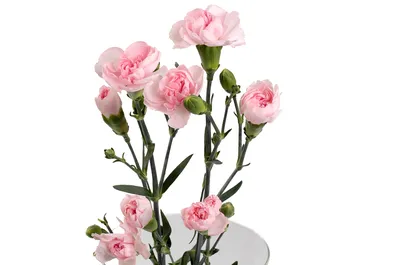 Гвоздика \"Красная\" - цена, купить цветы упаковками с доставкой в Москве -  магазин ПРОСТОЦВЕТЫ