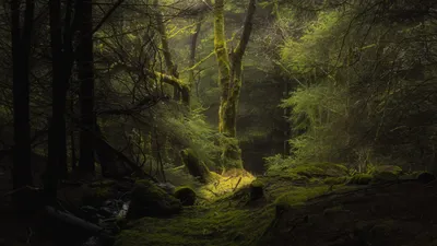 Nature Forest 4k Ultra HD Wallpaper