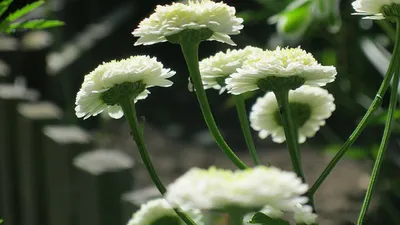 White Flower in Tilt Shift Lens Full HD - /s/Cinnamon