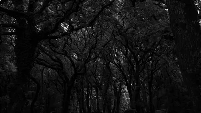 Скачать 1920x1080 лес, деревья, темный, чб обои, картинки full hd, hdtv,  fhd, 1080p