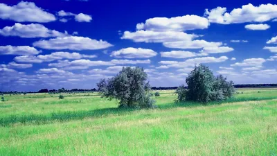 Скачать 1920x1080 лето, поле, трава, деревья, облака, небо обои, картинки  full hd, hdtv, fhd, 1080p