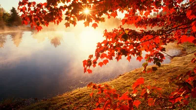 Обои осень, природа, лист, красный цвет, дерево Full HD, HDTV, 1080p 16:9  бесплатно, заставка 1920x1080 - скачать картинки и фото