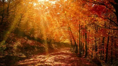 Скачать 1920x1080 осень, лес, парк, листва, солнечный свет обои, картинки  full hd, hdtv, fhd, 1080p