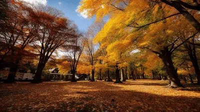 осень обои осень, красивые пейзажи хоккайдо осенние листья пейзажи саппоро  парк накадзима, Hd фотография фото, небо фон картинки и Фото для бесплатной  загрузки