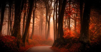 Осень в лесу обои HD. Погода. Лес.