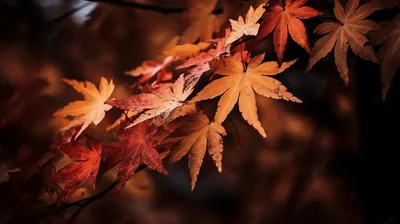 осенние листья обои, осенние листья листья осень, Hd фотография фото,  коричневый фон картинки и Фото для бесплатной загрузки