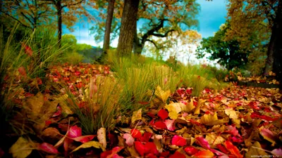 Обои осень, природа, дерево, лист, листопадные Full HD, HDTV, 1080p 16:9  бесплатно, заставка 1920x1080 - скачать картинки и фото