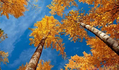 Обои Красочная осень, картинки - Обои для рабочего стола Красочная осень  фото из альбома: (природа)