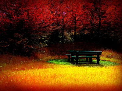 Обои Осень в лесу, картинки - Обои для рабочего стола Осень в лесу фото из  альбома: (природа)