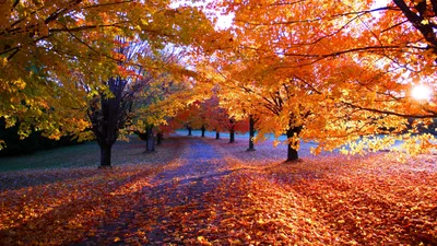 Осенний парк обои 524x576 Осенний парк фото Hd, осень, время года, дерево  фон картинки и Фото для бесплатной загрузки