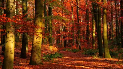 Скачать 1920x1080 осень, лес, листья, деревья, красные, просветы обои,  картинки full hd, hdtv, fhd, 1080p