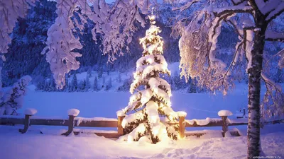 Обои Природа Зима, обои для рабочего стола, фотографии природа, зима, поле,  снег, дерево Обои для рабочего стола, скачать обои картинки заставки на  рабочий стол.