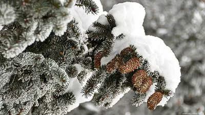 Рождественский снеговик Hd обои, зима, время года, снег фон картинки и Фото  для бесплатной загрузки
