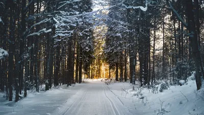 Скачать 1920x1080 зима, снег, дорога, деревья обои, картинки full hd, hdtv,  fhd, 1080p