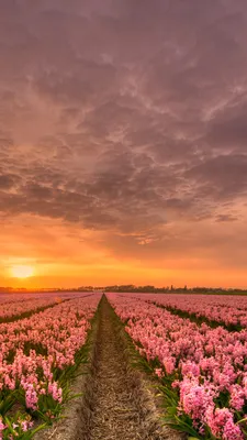 Pictures Netherlands HDRI Nature Pink color Sky Fields 1080x1920