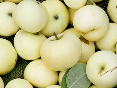 Яблоки Белый налив вес - купить с доставкой | Интернет-магазин Добрянка