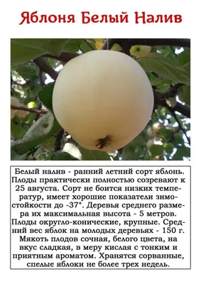 Яблоки Белый Налив, 1 кг – купить с доставкой по Москве и России |  Эко-Маркет DELICITY.ru