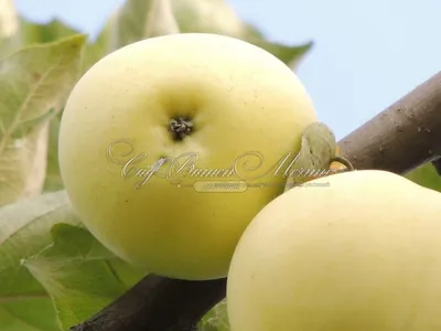 Яблоня Белый налив (летняя) - Жигулевские саженцы