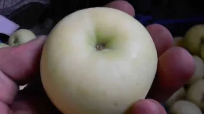 Яблоки белый налив» — создано в Шедевруме