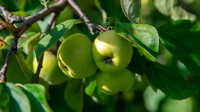 Яблоки Белый налив – Фрукты – купить с доставкой по Москве в  интернет-магазине ВИТАМИНЫ