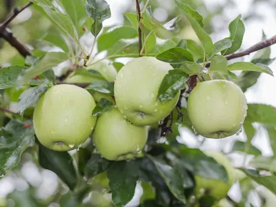 Яблоки белый налив на яблоне в …» — создано в Шедевруме
