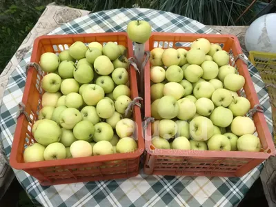 Яблоня БЕЛЫЙ НАЛИВ (Папировка) саженцы купить в Минске - Саженцы Клецка