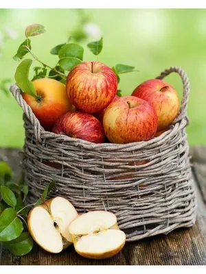 яблоки в плетенной корзинке. спелые румяные яблоки выпали в травуиз корзины  Stock-Foto | Adobe Stock