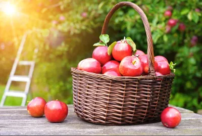 КорзинкаКрасных яблок — ❤ Доставка цветов в Ярославле