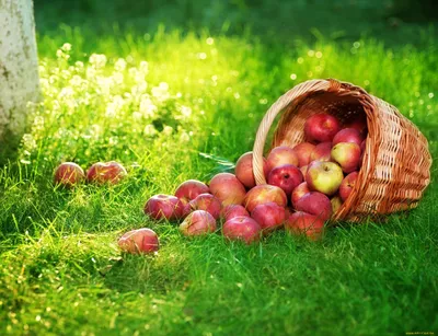 Яблочный Урожай. Спелые Красные Яблоки В Корзине На Зеленой Траве.  Фотография, картинки, изображения и сток-фотография без роялти. Image  88435053