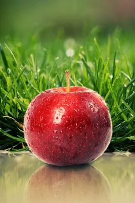 Apple кусает орловское яблоко: корпорация оспаривает фермерский бренд —  ADPASS