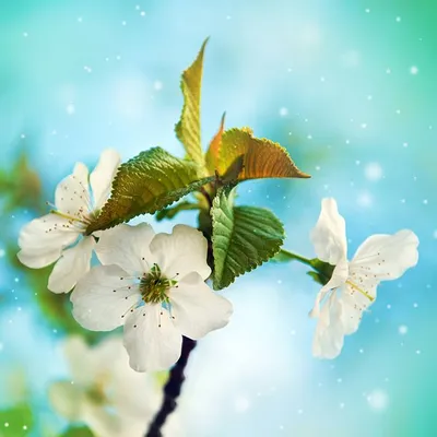 Обильный яблоневый цвет. цветы яблони на дереве | Премиум Фото