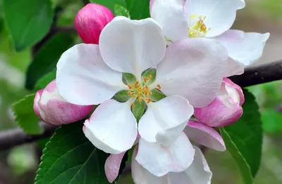 Яблоневый Цвет Цветок Филиал - Бесплатное фото на Pixabay - Pixabay
