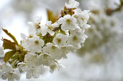 Яблоневый Цвет Цветы Весна - Бесплатное фото на Pixabay - Pixabay