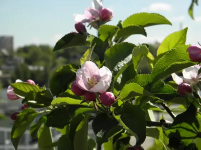 Яблоневый цветок - 69 фото