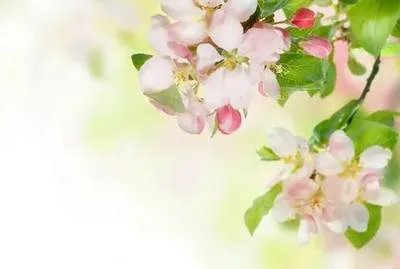 Яблоневый цвет розовый — ВеснаАрт