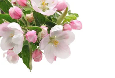 Яблоневый цветок весенний цветок яблоневый цвет расцвел изолированно на  белом | Премиум Фото