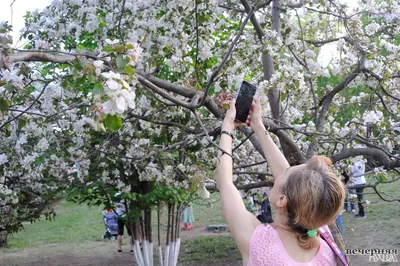 Яблони в цвету. Photographer Andrey Shumilin