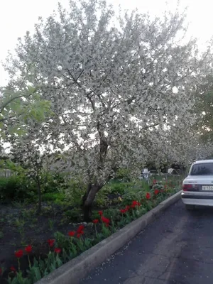 Фотография Яблони в цвету - «Природа родного края!» (№121423-09.11.2023 -  21:30)
