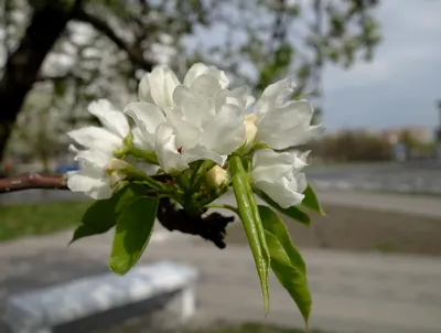 Яблони в цвету — Ходилки Бродилки