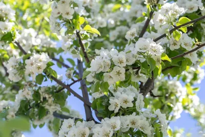 Рисунок Яблони в цвету - «Весна-красна!» (№204442-20.10.2023 - 18:58)