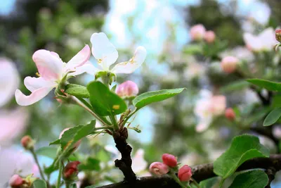 Фотообои глянцевые Яблони в цвету 300*201 - купить по выгодной цене в  интернет-магазине OZON (490290412)