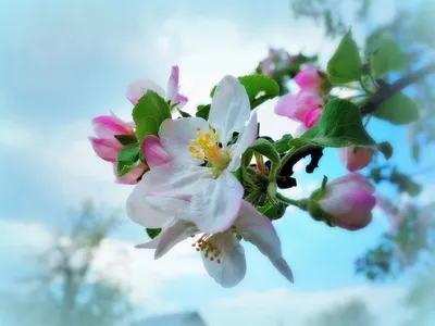 Цветок яблони» картина Ивановой Надежды (картон, масло) — заказать на  ArtNow.ru
