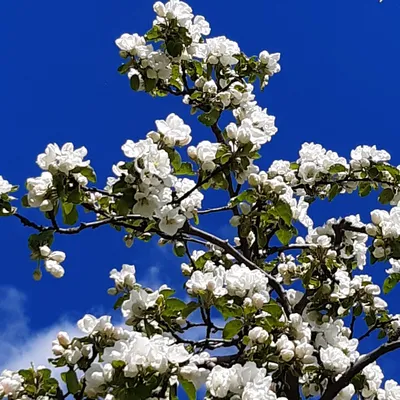 Яблони в цвету - весны творенье , …» — создано в Шедевруме