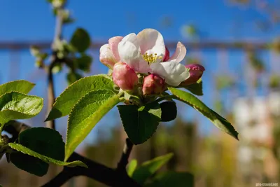 В Тамбовской области пройдёт фестиваль \"Мичуринские яблони в цвету\" | ИА  “ОнлайнТамбов.ру”
