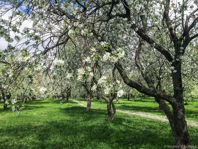 Яблони в цвету» (сады Ясной Поляны) | ВКонтакте
