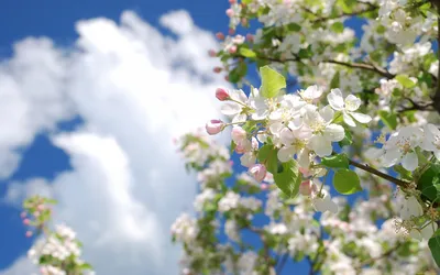 Яблоня в цвету, весна, природа, серое, цветы х - Обои для рабочего стола